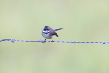 grey fantail (Rhipidura albiscapa)  Queensland, Australia