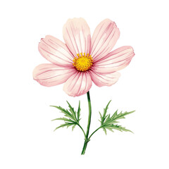 A beautiful watercolor illustration of a cosmos flower, showcasing its delicate petals, vibrant yellow center, and accompanying green leaves on a stem.