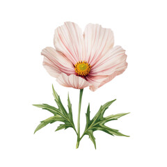 A beautiful watercolor illustration of a cosmos flower, showcasing its delicate petals, vibrant yellow center, and accompanying green leaves on a stem.