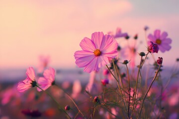Fototapeta premium Vibrant Spring Orange: Blooming Cosmos Flowers in a Sunset Field with Nature's Touch