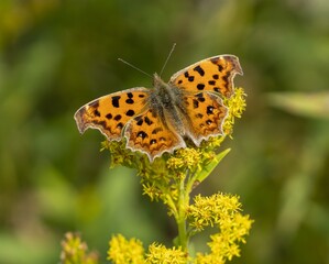 Obraz premium Orange spotted butterfly rests, wings spread amid yellow flowers