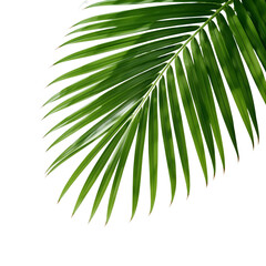 tropical palm leaf 