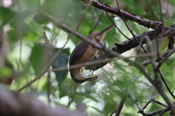 Victoria's riflebird (Ptiloris victoriae) female  Queensland, Australia