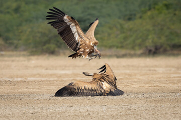 Combat of Griffon Vultures 