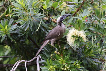 silver-crowned friarbird (Philemon argenticeps)   Queensland, Australia