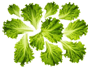 Swirl of Wet Green Lettuce Leaves, Low Perspective View, Zero Gravity Effect