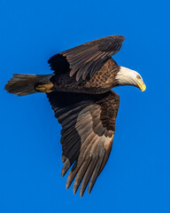 Obraz premium Bald Eagle in flight