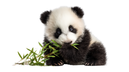Baby panda sitting and eating bamboo background isolated on a Transparent background, PNG file.
