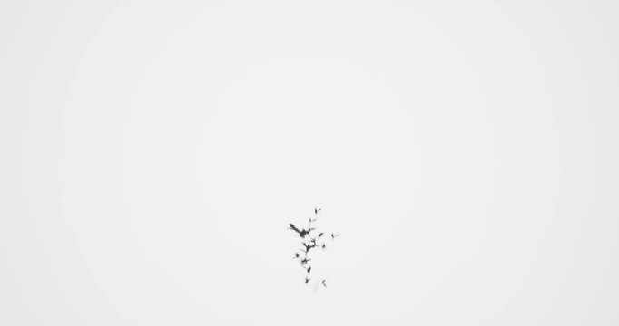 bats swarm effect on white background
