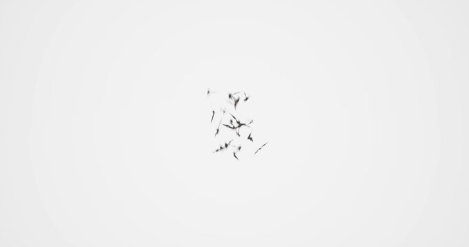bats swarm effect on white background