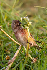 Naklejka premium Common Linnet (Linaria cannabina) - Common in coastal dunes farmland and scrub across Europe