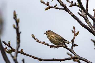 Fototapeta premium Common Linnet (Linaria cannabina) - Common in coastal dunes farmland and scrub across Europe
