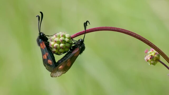 Five-spot Burnet Moth Mating on Small Burnet Plant