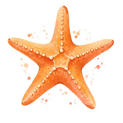 starfish isolated on white