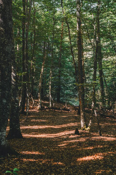 Sentier de randonn&eacute;e ombrag&eacute; traversant une for&ecirc;t de feuillus en &eacute;t&eacute;.