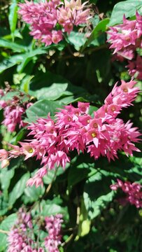 Close up of vibrant bleeding-heart vine flowers with pink clusters and glossy green leaves in a tropical garden setting.