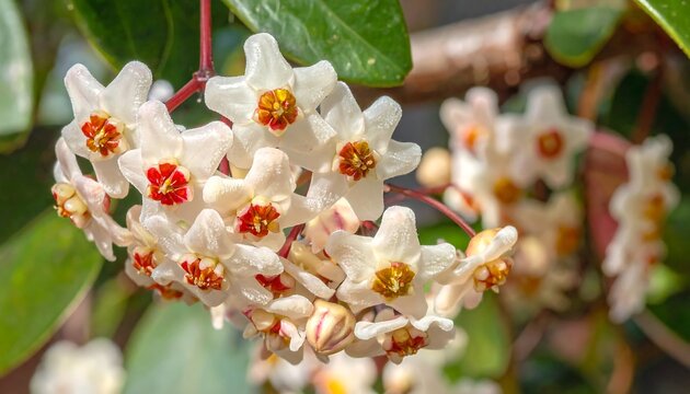 Star-shaped white & red waxy flowers in a tight cluster, with a twig and green leaves blurred in the background