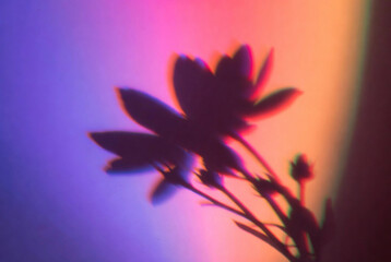 Colorful shadows of a flower against a bright gradient background in a dark room during evening hours