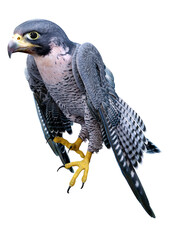 3D Rendering Falcon Bird on White