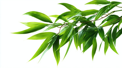 A close-up shot of vibrant green bamboo leaves flourishing