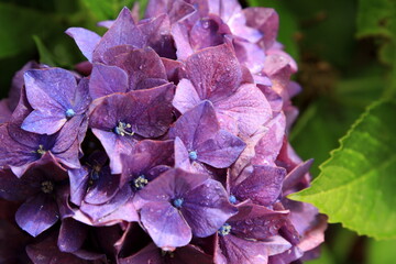 雨がありのアジサイ