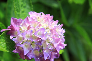 全盛期のアジサイ