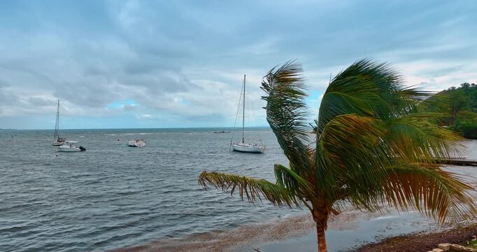 Palm tree waving from the wind blowing from the seascape. Boats stand on the turbulent waterscape. Grey clouds cover the sky at backdrop. Puerto Rico.