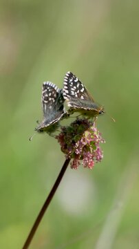 Grizzled Skipper Mating on Small Burnett