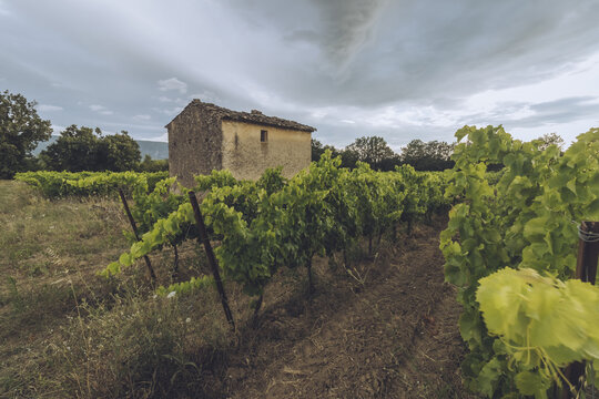 View of a weathered stone building nestled amidst vibrant green vineyards under a dramatic sky, creating a rustic charm, Luberon, Provence-Alpes-C&ocirc;te d'Azur, France.