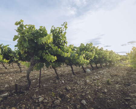 View of sun-drenched vineyard rows stretch across the rocky terrain, the green leaves a vibrant contrast against the earthy tones, Luberon, Provence-Alpes-C&ocirc;te d'Azur, France.