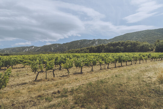 View of sun-drenched vineyards stretch towards the distant, hazy mountains under a sky streaked with clouds, a scene of rustic beauty, Luberon, Provence-Alpes-C&ocirc;te d'Azur, France.