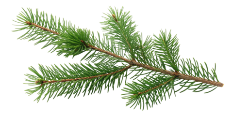 branch of fir tree