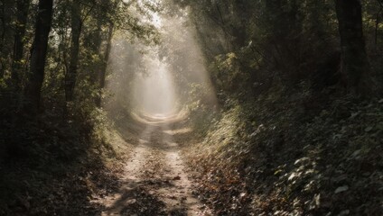 Obraz premium Sunlight streams through the forest canopy creating an ethereal atmosphere.