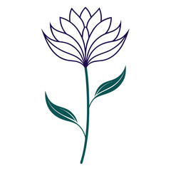 line art centaurea gym nocarpa