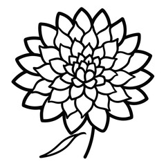  chrysanthemum manito flower vector illustration isolated