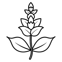 vector illustration of a clary sage hen magonza line art on white background