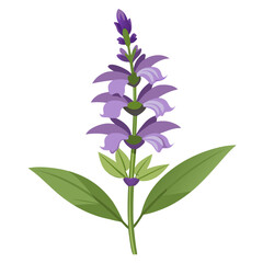 clary sage hen magonza on white