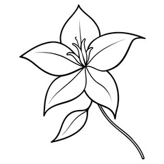 clematis texensis  line art on white