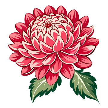  chrysanthemum manito flower