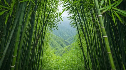 Lush bamboo forest with towering green stalks, leading to a serene mountain view in the distance, creating a tranquil, natural atmosphere.