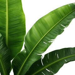 tropical banana leaves 