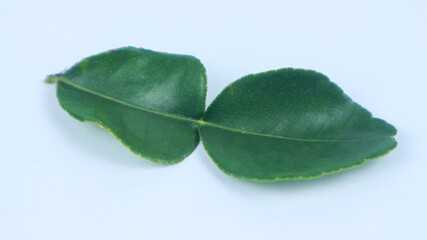 Kaffir Lime Leaves isolated on a white background