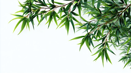 Fototapeta premium A close-up shot of vibrant green leaves on a tree branch, creating a refreshing and natural aesthetic