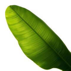 tropical banana leaves 