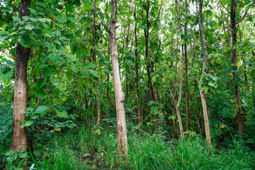 Teak trees in an agricultural forest.