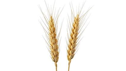 Fototapeta premium Two wheat stalks on white background