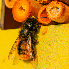 geh&ouml;rnte Mauerbiene