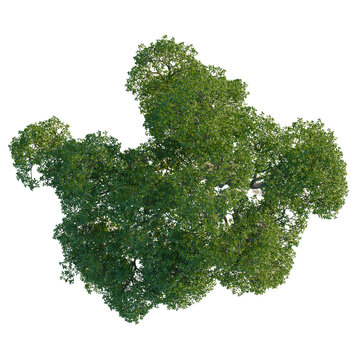 Nyssa biflora tree plan, top view, cutout, 4K PNG, isolate, Vibrant green tree canopy viewed from above with lush foliage