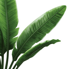 tropical banana leaves