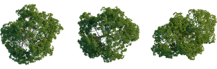 Rhizophora apiculata tree plan, top view, 4K PNG, cutout, isolate, Three lush green trees with dense foliage on transparent background